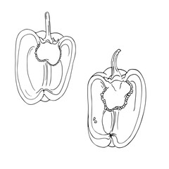 Paprika sketch isolated on white background. Hand drawn vector illustration.