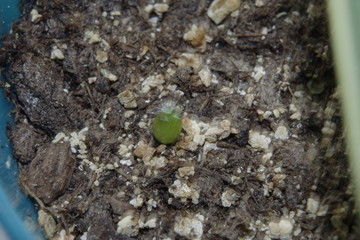 new cactus seedling in soil