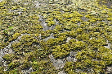 moss on stone