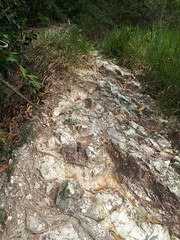 Hiking Track In Taman Neagara Malaysia