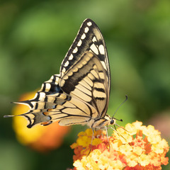 swallowtail