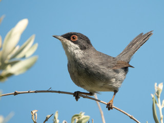  Sardinian warbler