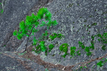 and on the trees grow trees