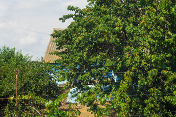 View of the house and a green trees in the village.