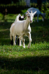 Naklejka na ściany i meble White goat on an autumn meadow. Kid goat grazing on a pasture with green grass and wildflowers.