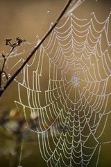 Spider web close-up. Spider's web in autumn field in sun rays at dawn and the bright background of dew drops.