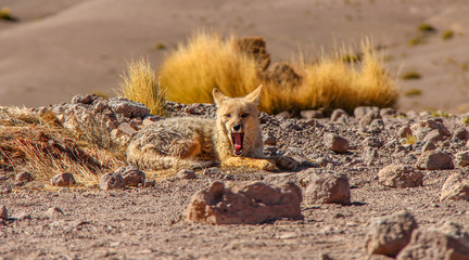 Obraz premium Desert Fox
