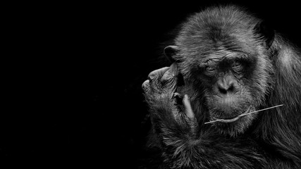 Black and White portrait Cutie Gorilla bite branch in his mouth on black background