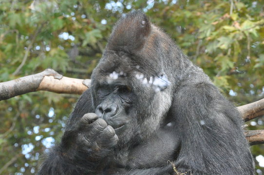 Retrato gorila