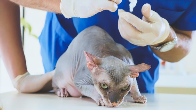 The veterinarian is cleaning the ears of a bald sphinks cat at veterinary clinic