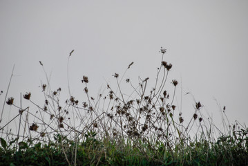 wild plants against the sky