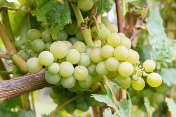 Ripe green grapes on branch, winery
