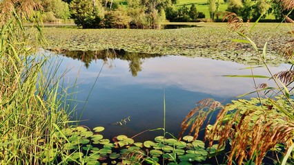 Am Bettenauer Weiher bei Jonschwil, Ostschweiz