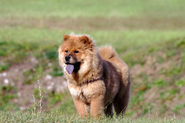 chow-chow dog breed, one puppy stand on green grass on field in nature, small black eyes look away, brown hair, blue tongue, animal is wearing a harness
