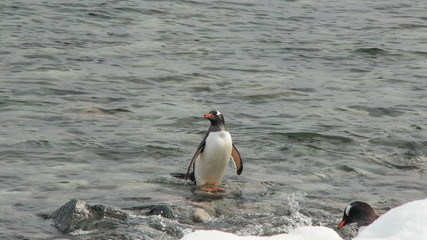 Antarctic Penguin
