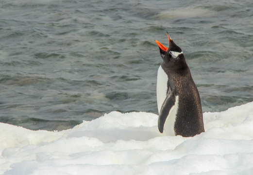 Antarctic Penguin