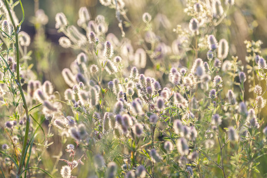 Summer grass flowers close up in the field. Sunset backlight,