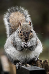 Grey Squirrel