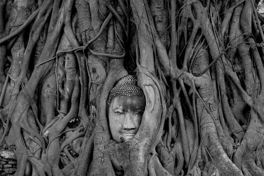 Black and White head of Buddha image in tree roots at Wat Mahathat temple, Ayutthaya, Thailand