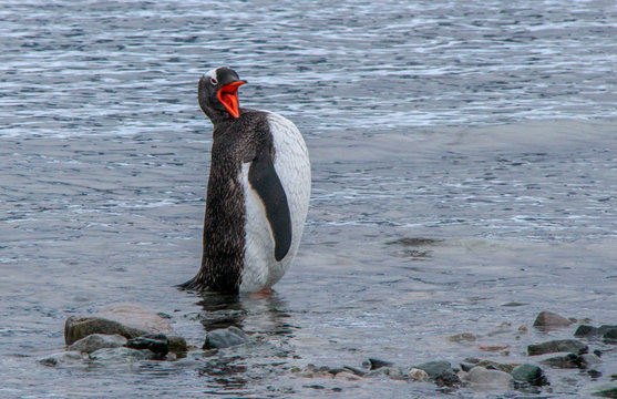 Penguins of Antarctica