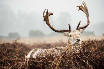 Fallow Deer