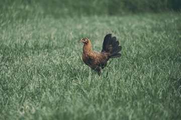 Obraz na płótnie Canvas Small chicken in field grass shows the bird on farm.