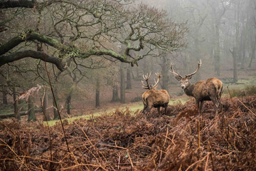 Red Deer