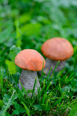 Mushrooms boletus in green grass in the forest