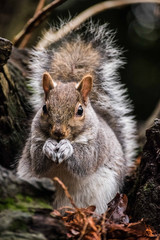 Grey Squirrel