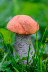 Mushroom boletus in green grass in the forest