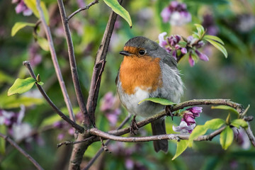 Robin