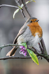 Robin