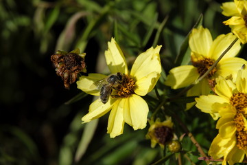 Biene auf gelber Blüte und verwelkte Blüte Mitte September 2018 - Stockfoto