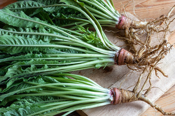 Whole evening primrose plants with roots on a table