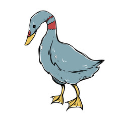 Vector duck isolated on white background. The bird clipart.