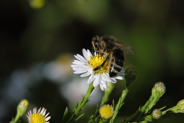 Biene auf Aster und dunkelgrüner Hintergrund - Stockfoto