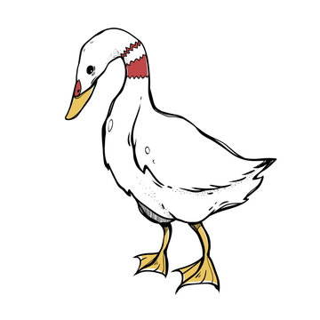 Vector duck isolated on white background. The bird clipart.