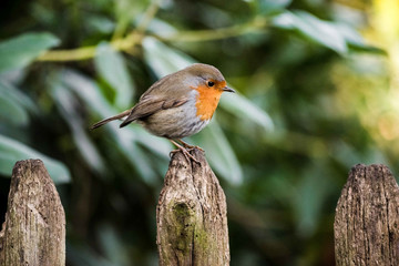 Robin