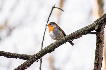 Robin