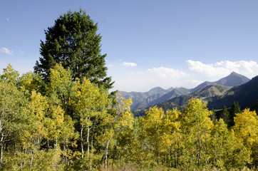 Fall,mountains,sky,leaves,pine trees,yellow,blue,green,clouds,view
