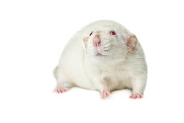 Red-eyed rat  isolated on a white background.