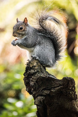 Grey Squirrel