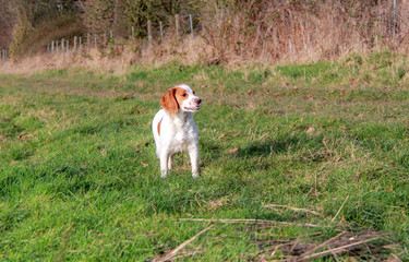 Dog on parade