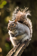 Grey Squirrel