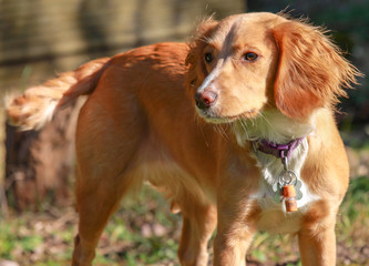 Dog on parade