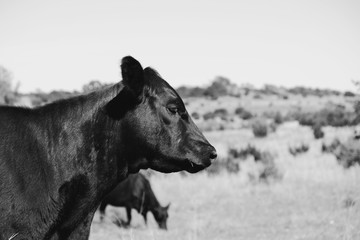 Black Angus calf side view on rural cattle farm.