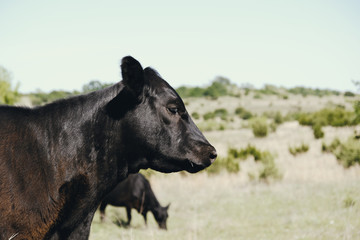 Black angus calf on Texas farm with scenic rural landscape as backdrop.