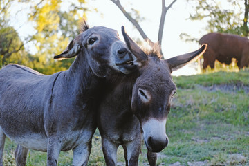 Obraz na płótnie Canvas Mini donkey whispers in friends ear. Funny farm animals.