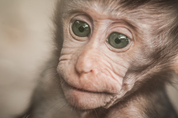 Adorable little baby macaque monkey at Sacred Monkey Forest