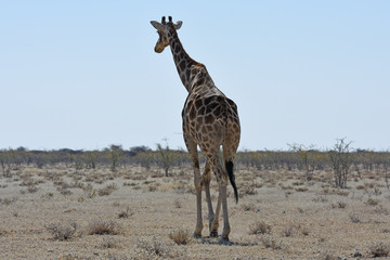 Naklejka na ściany i meble Steppengiraffe (giraffa camelopardalis) im Etosha Nationalpark in Namibia
